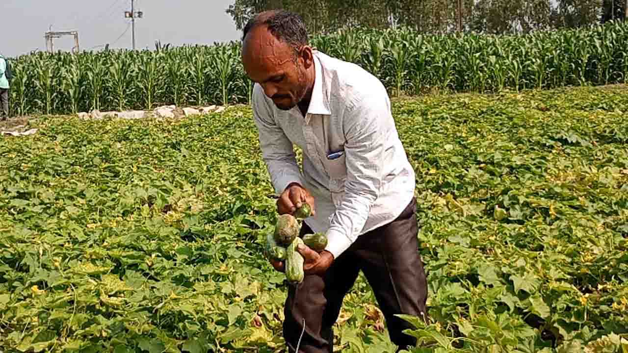ফুলবাড়ীতে খিরার দ্বিগুণ দাম, চাষিদের মুখে হাসির ঝিলিক