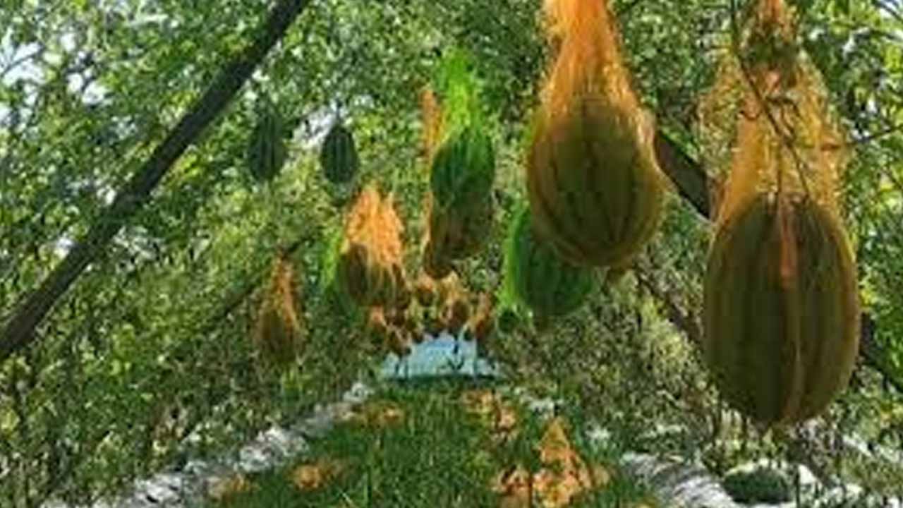 যমুনার চরে হলুদ তরমুজের বাম্পার ফলন, লাভবান হওয়ার স্বপ্ন