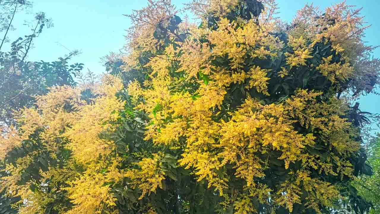 বীরগঞ্জে আমের মুকুলের ঘ্রাণে নতুন আশার আলো
