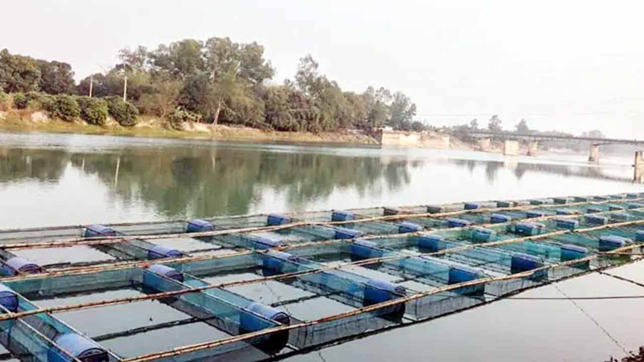 ভাসমান খাঁচায় মাছ চাষ করে সফল প্রবাসফেরত এনামুল