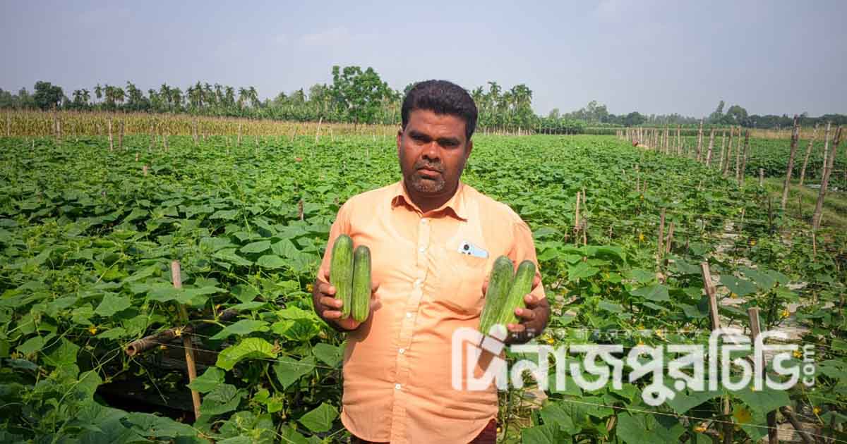 বীরগঞ্জে শসা চাষে সফল কৃষক আবুল কাশেম