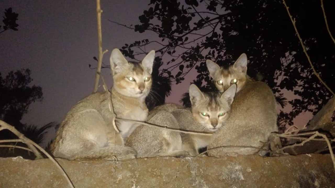 হাড়কাঁপানো শীতে বিপন্ন অবলা প্রাণীরা