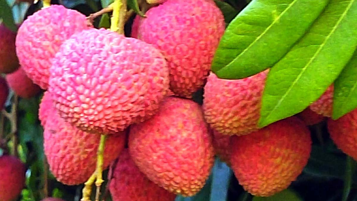 বয়স অনুযায়ী শিশুদের লিচু খাওয়ার নিরাপদ মাত্রা জানাল বিশেষজ্ঞরা