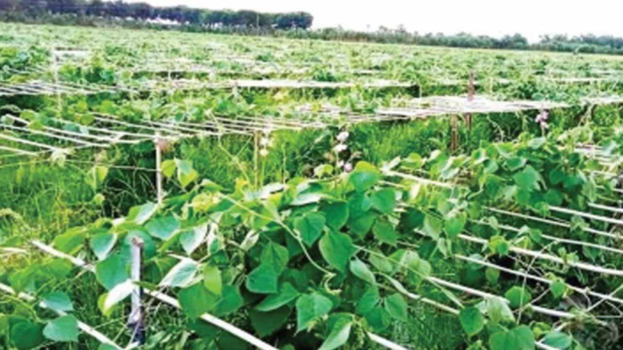 আগাম শীতকালীন সবজি চাষে ব্যস্ত কৃষকেরা, বাম্পার ফলনের আশা