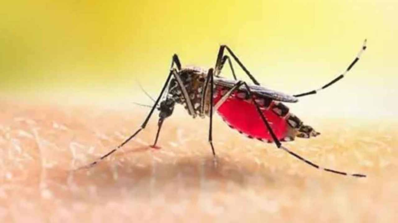 ২৪ ঘণ্টায় ডেঙ্গুতে মৃত্যু নেই, হাসপাতালে ভর্তি ১২৬