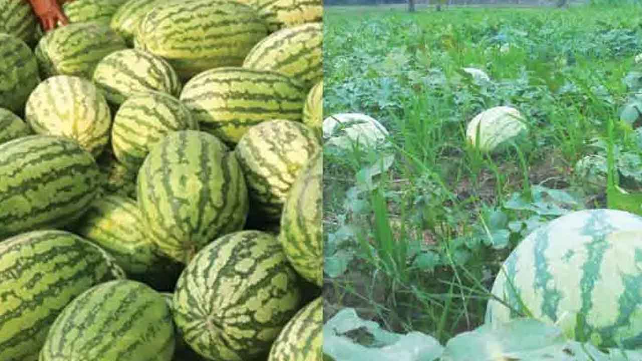 মালচিং পদ্ধতিতে তরমুজ চাষে বাজিমাত