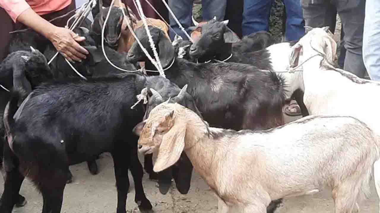 খালেদা জিয়ার রোগমুক্তির কামনায় এতিমখানায় ১৬টি খাসি সাদকা