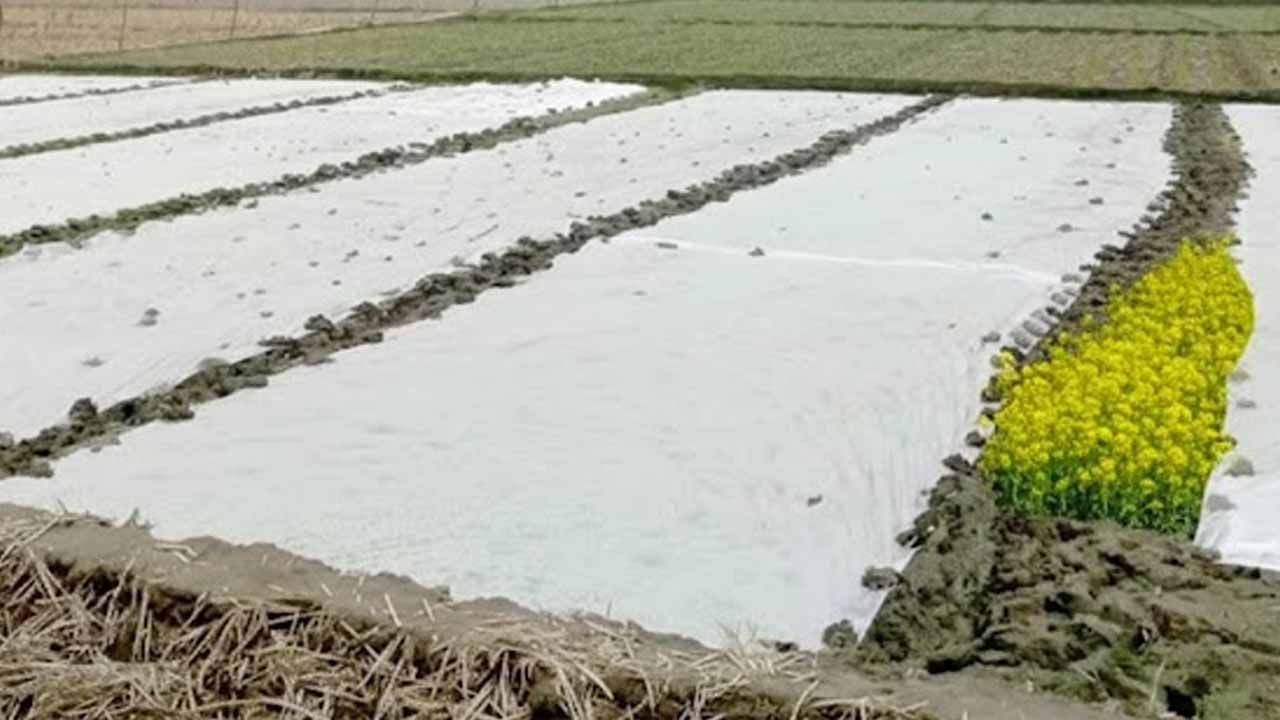 বীরগঞ্জে বোরো বীজতলায় কুয়াশার থাবা; চারা বাঁচাতে পলিথিন