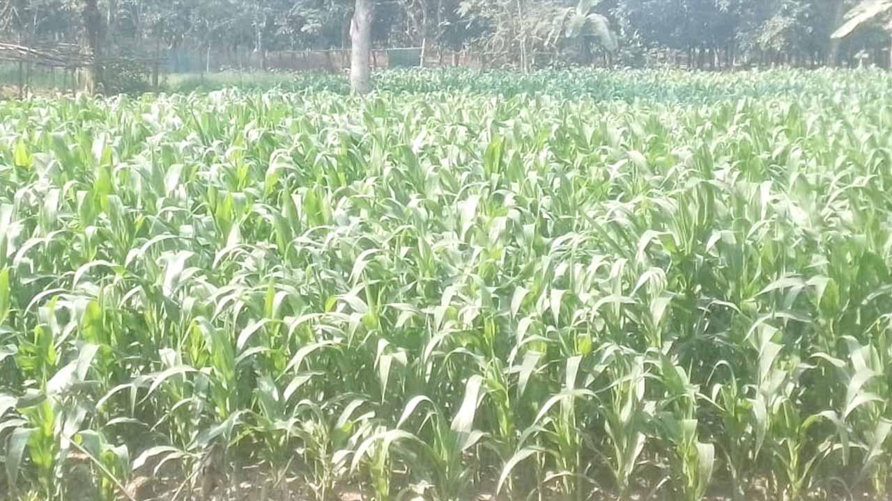 স্বল্প খরচ ও অধিক লাভে কাহারোলে ভুট্টা চাষে বিপ্লব