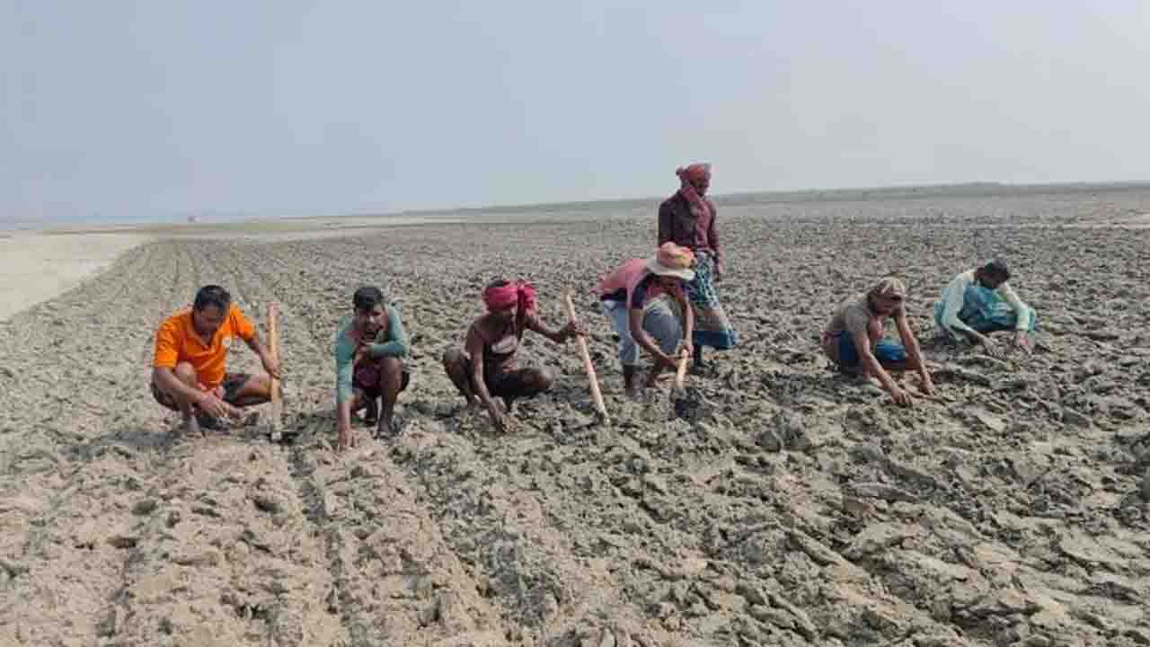 পদ্মার চরে কৃষিতে নতুন সম্ভাবনা