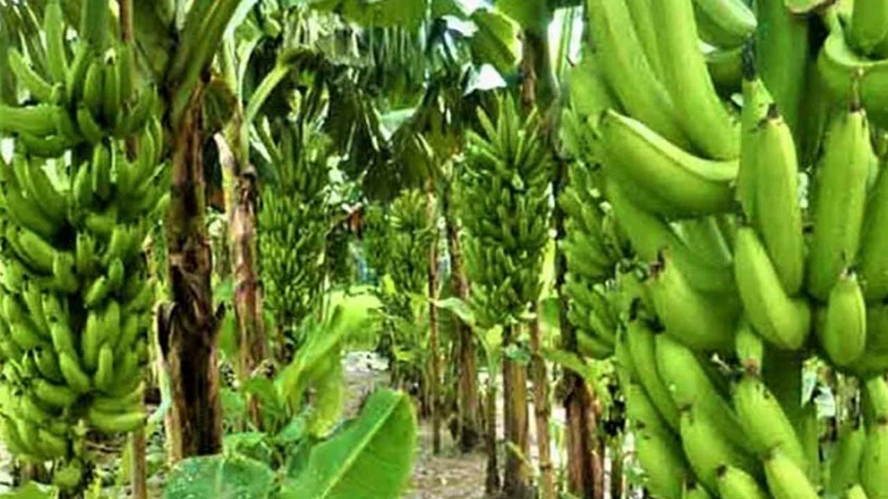 হাকিমপুরে দিন দিন বাড়ছে কলা চাষ
