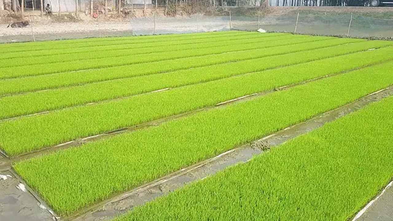 আমন শেষ হতেই বোরো প্রস্তুতিতে ব্যস্ত নবাবগঞ্জের কৃষকেরা