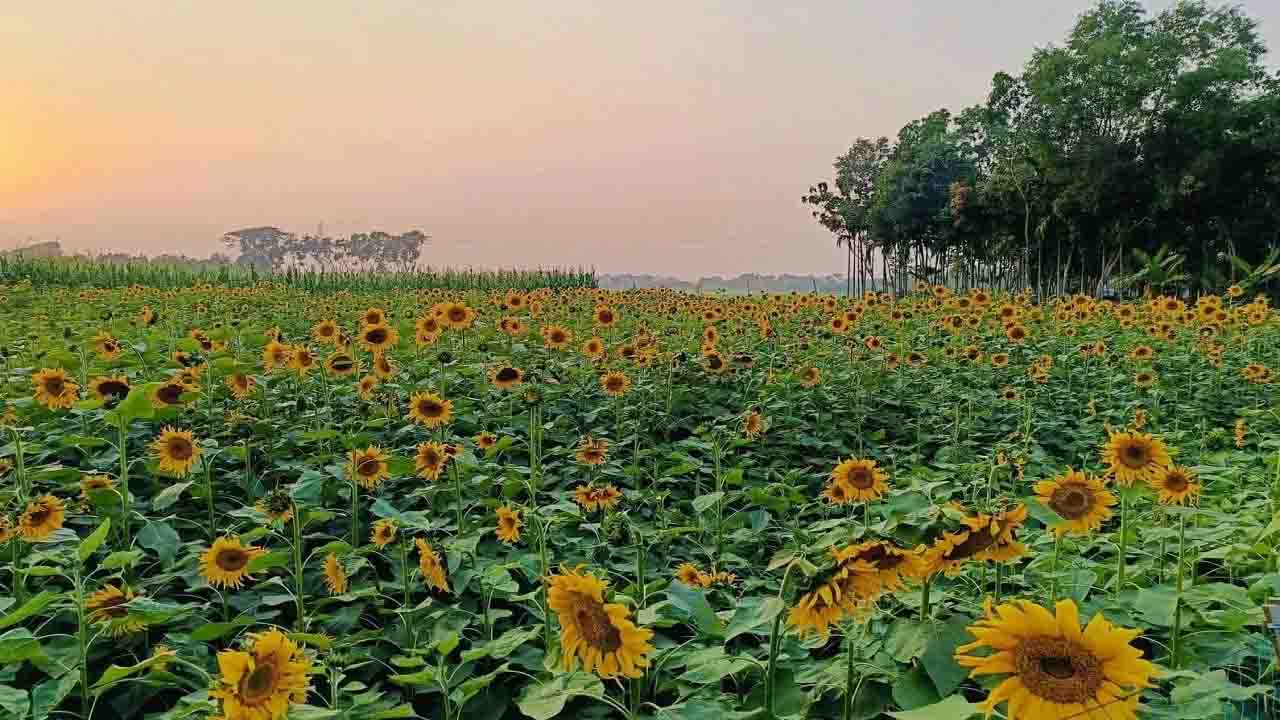 সূর্যমুখী চাষে লাভবান কৃষক