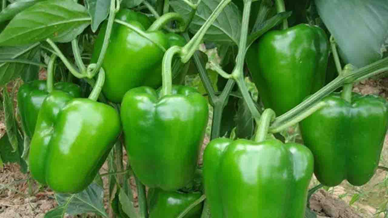 ক্যাপসিকাম চাষে বাজিমাত করছেন কৃষকরা