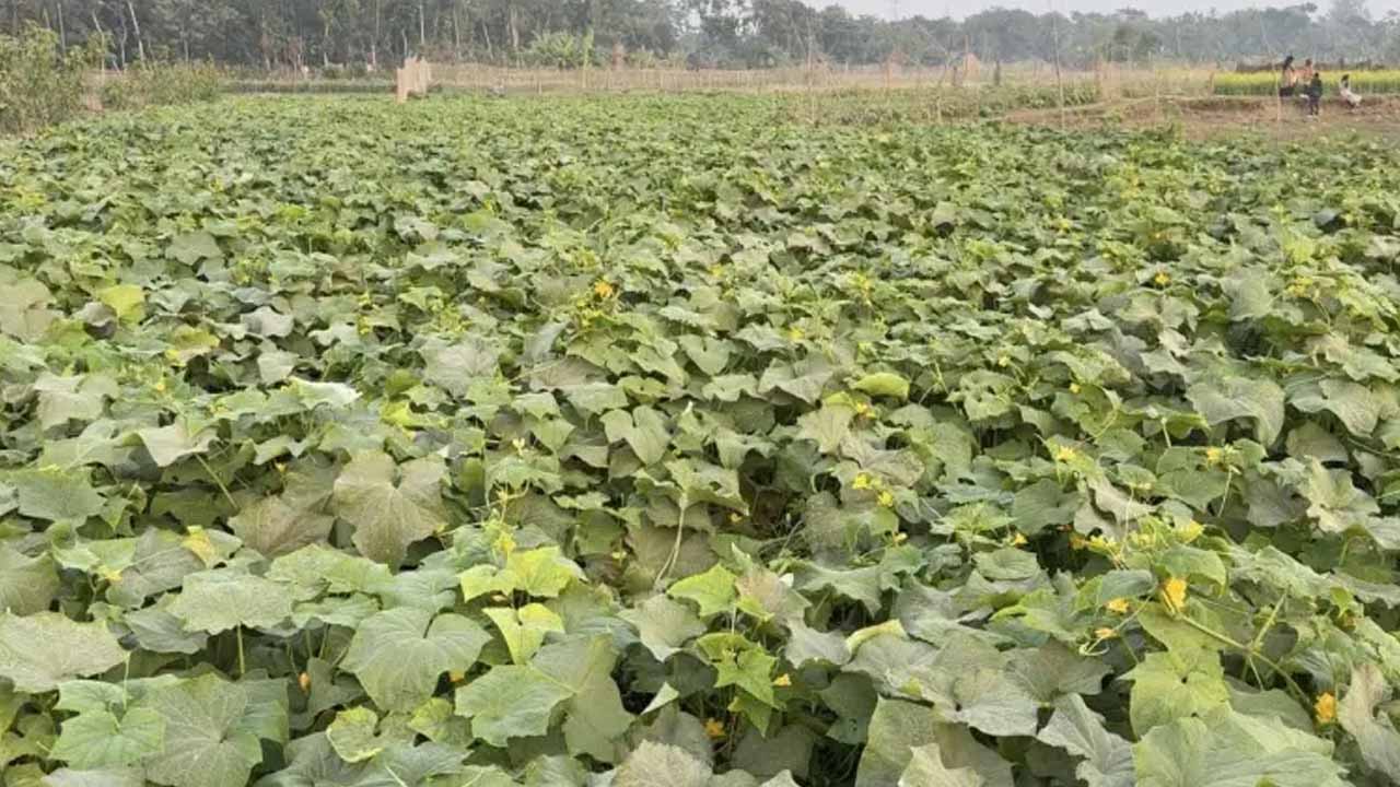 রায়পুরের চরাঞ্চলে খিরার বাম্পার ফলন, হাসছে কৃষক