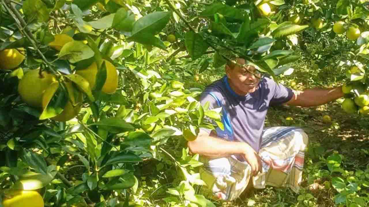 কাউখালীতে মাল্টা চাষে সফলতা, বাড়ছে চাহিদা