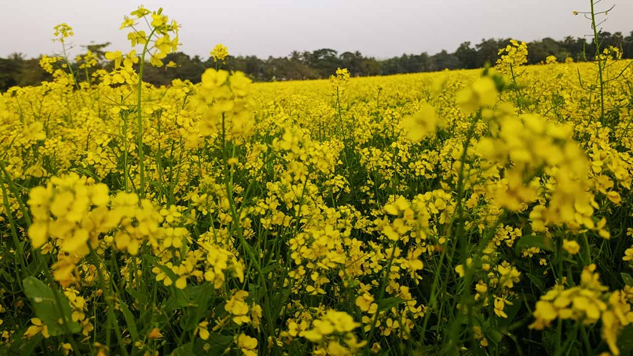 তিতাসে লক্ষ্যমাত্রা ছাড়িয়ে সরিষা আবাদ; বাম্পার ফলনের আশায় কৃষক