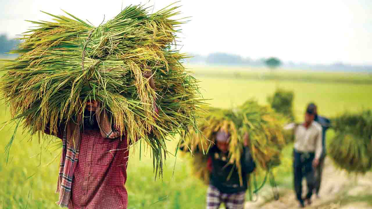 নবাবগঞ্জে ধান কাটা-মাড়াইয়ে ব্যস্ত কৃষক