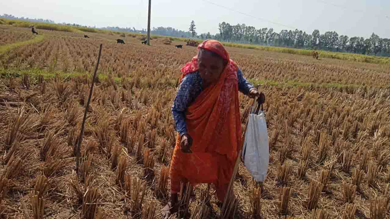 পরিত্যক্ত ধানের শীষেই বাঁচার স্বপ্ন ৮০ বছরের বৃদ্ধা সুফিয়া বেগমের