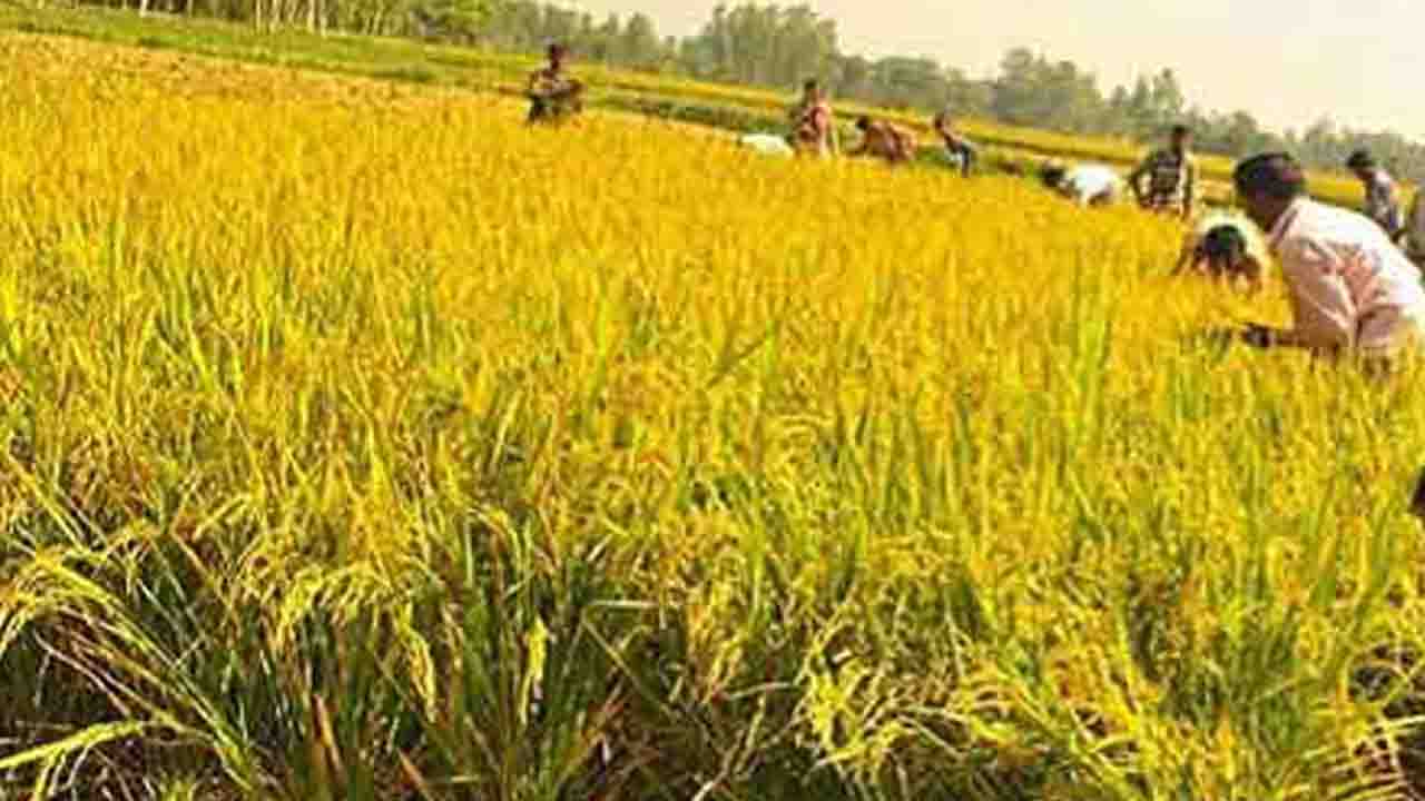 বগুড়ায় বাম্পার ফলন: ন্যায্য দামে আমন ধান বিক্রি করে কৃষকের মুখে হাসি