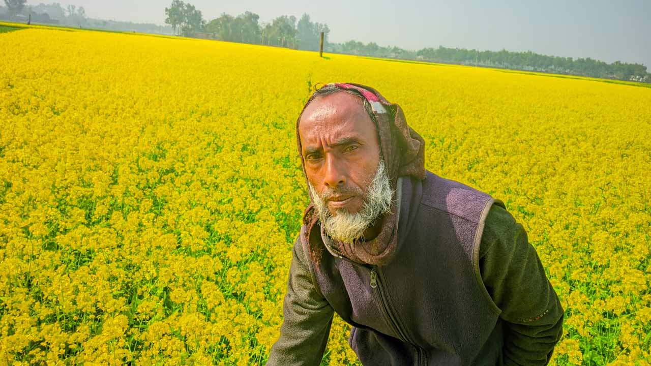 শরিষার হলুদে রঙিন বীরগঞ্জ: মাঠজুড়ে সোনালি সৌন্দর্য  কৃষককের মুখে হাসি