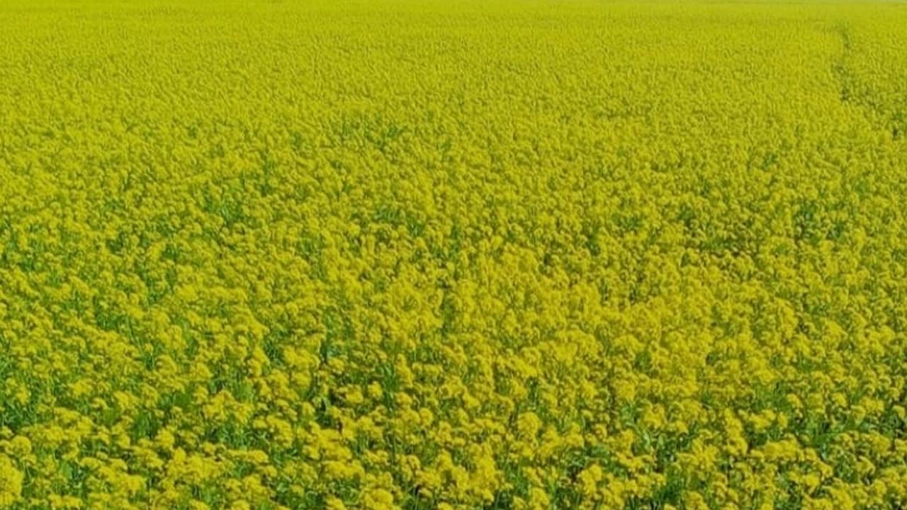 খুলনায় রবি মৌসুমে সাড়ে ৯ লাখ টন ফসল উৎপাদনের লক্ষ্য