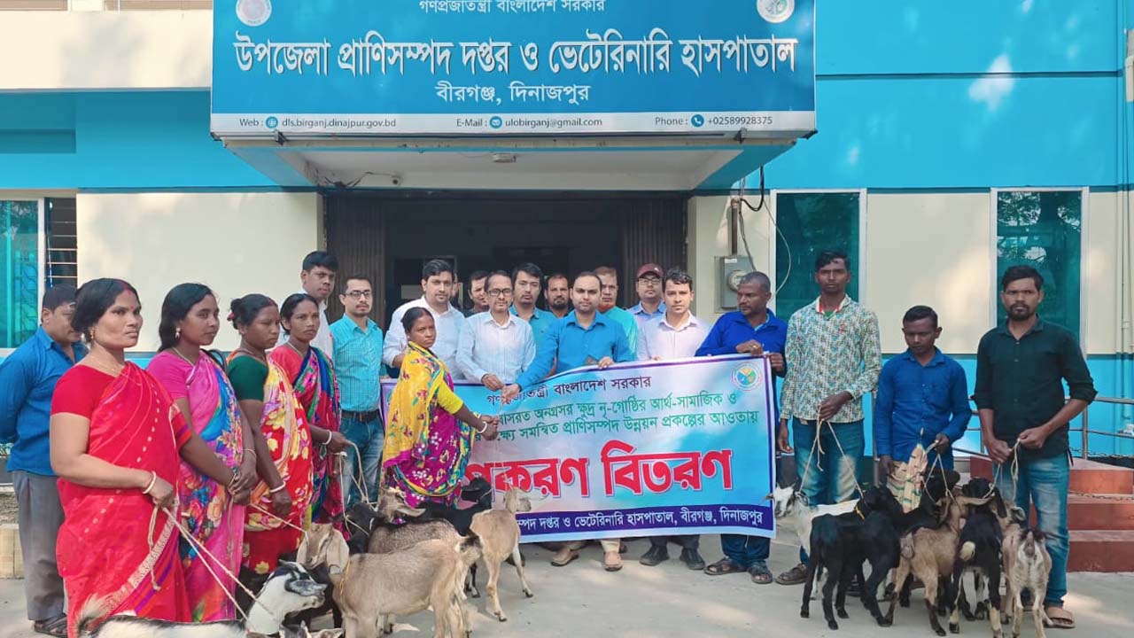 বীরগঞ্জে ক্ষুদ্র নৃ-গোষ্ঠীর মাঝে ছাগল বিতরণ