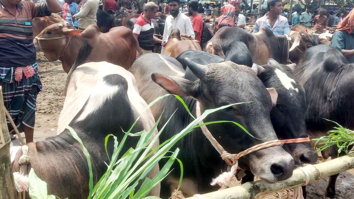 পশুর ভালো দাম পাওয়ার আশায় ঘোড়াঘাটের খামারিরা