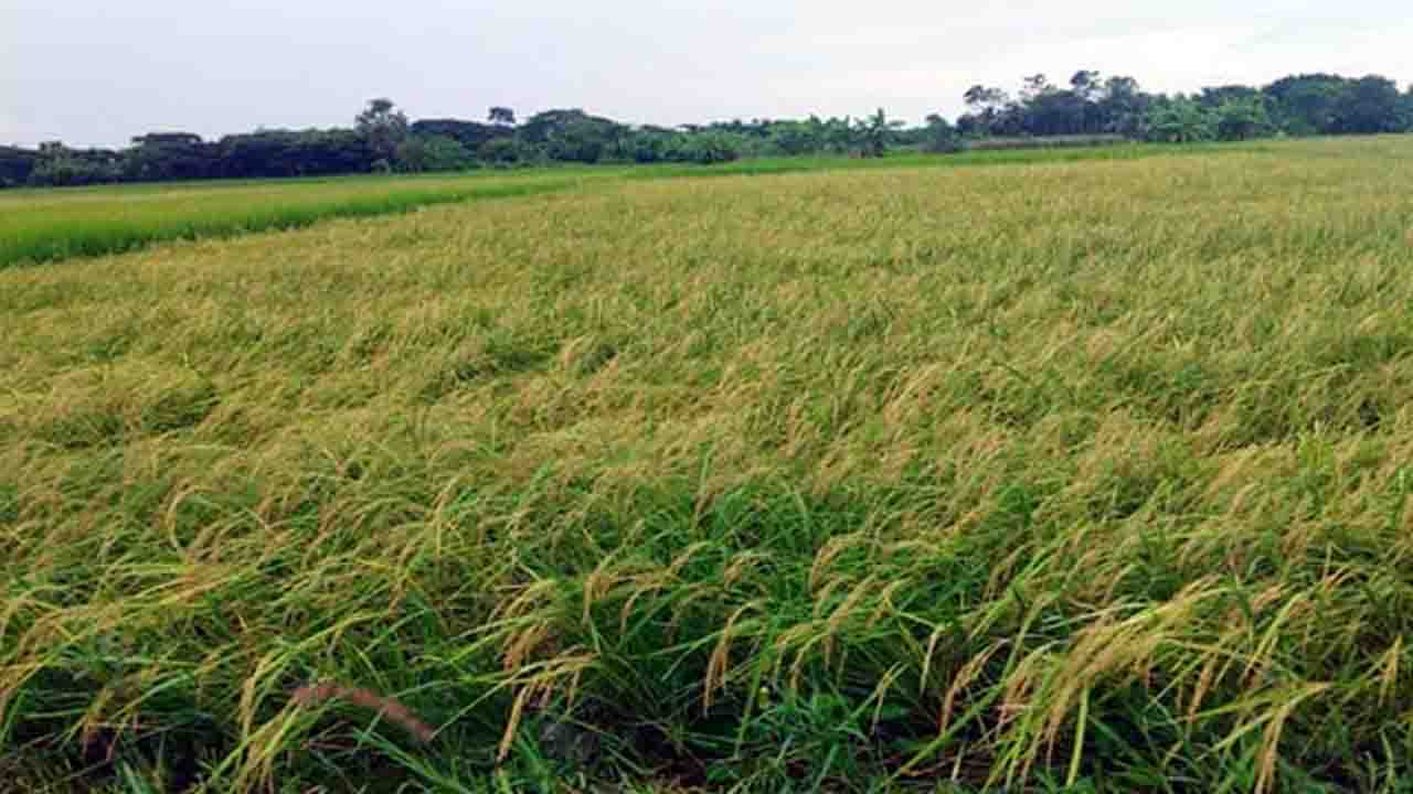লক্ষ্যমাত্রা ছাড়িয়ে নড়াইলে আমন ধানের বাম্পার ফলন