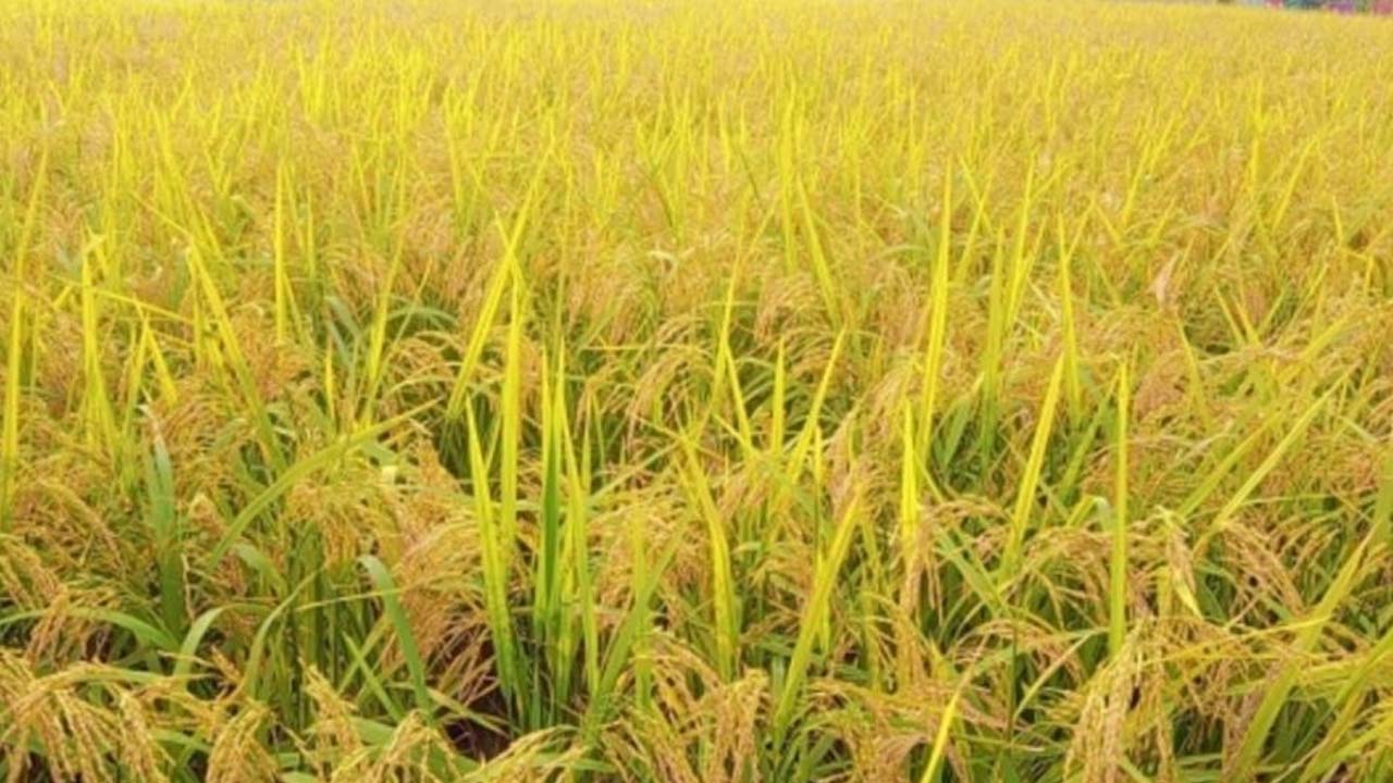 রামগতি-কমলনগরে আমনের বাম্পার ফলন, কৃষকের মুখে হাসি