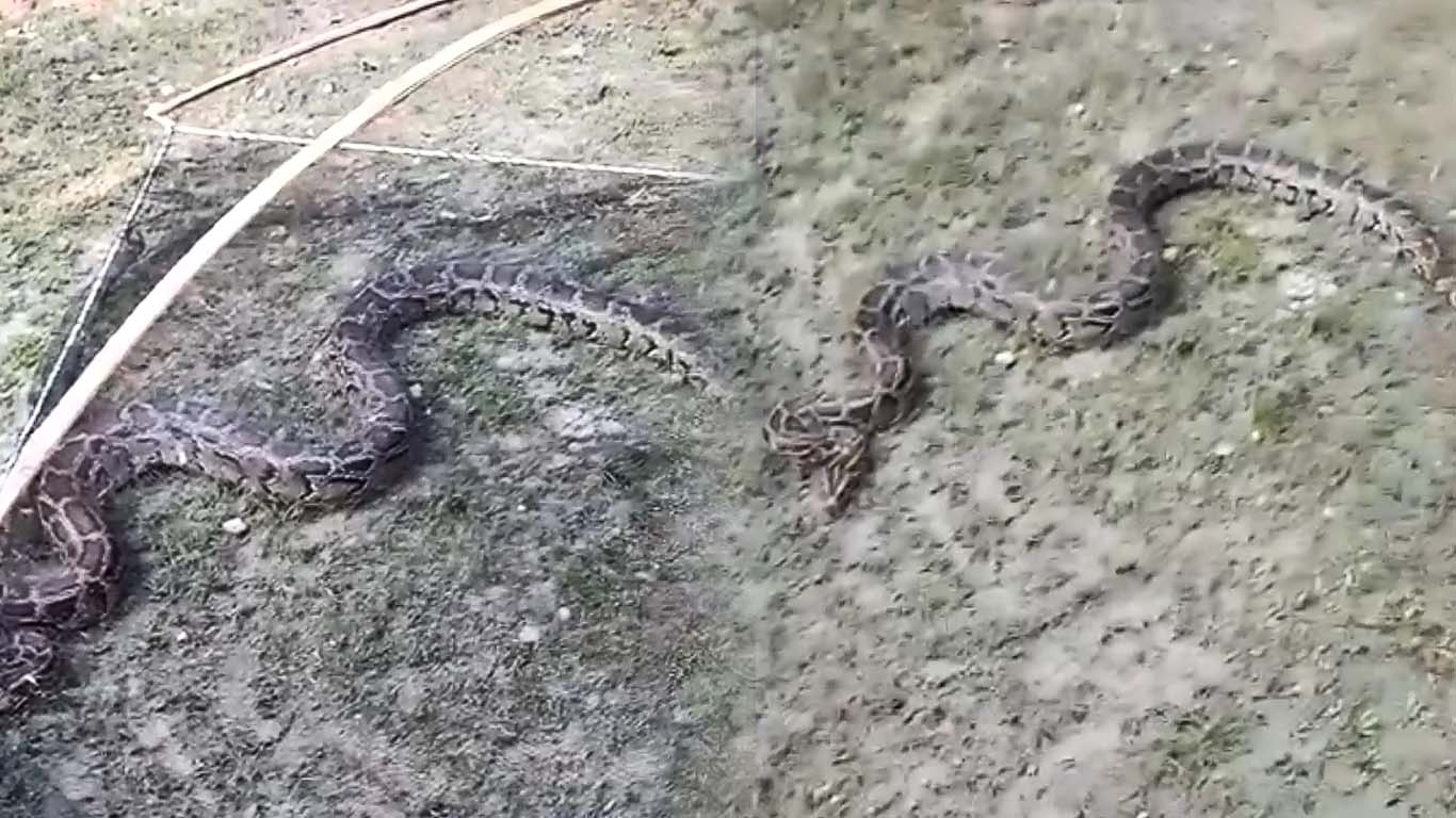 বাংলাবান্ধায় জালে আটকা পড়ল ১২ ফুটের বার্মিজ অজগর