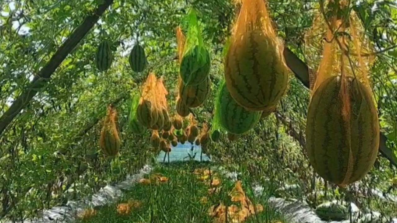 মাচা পদ্ধতিতে তরমুজের বাম্পার ফলন ঝিনাইদহে