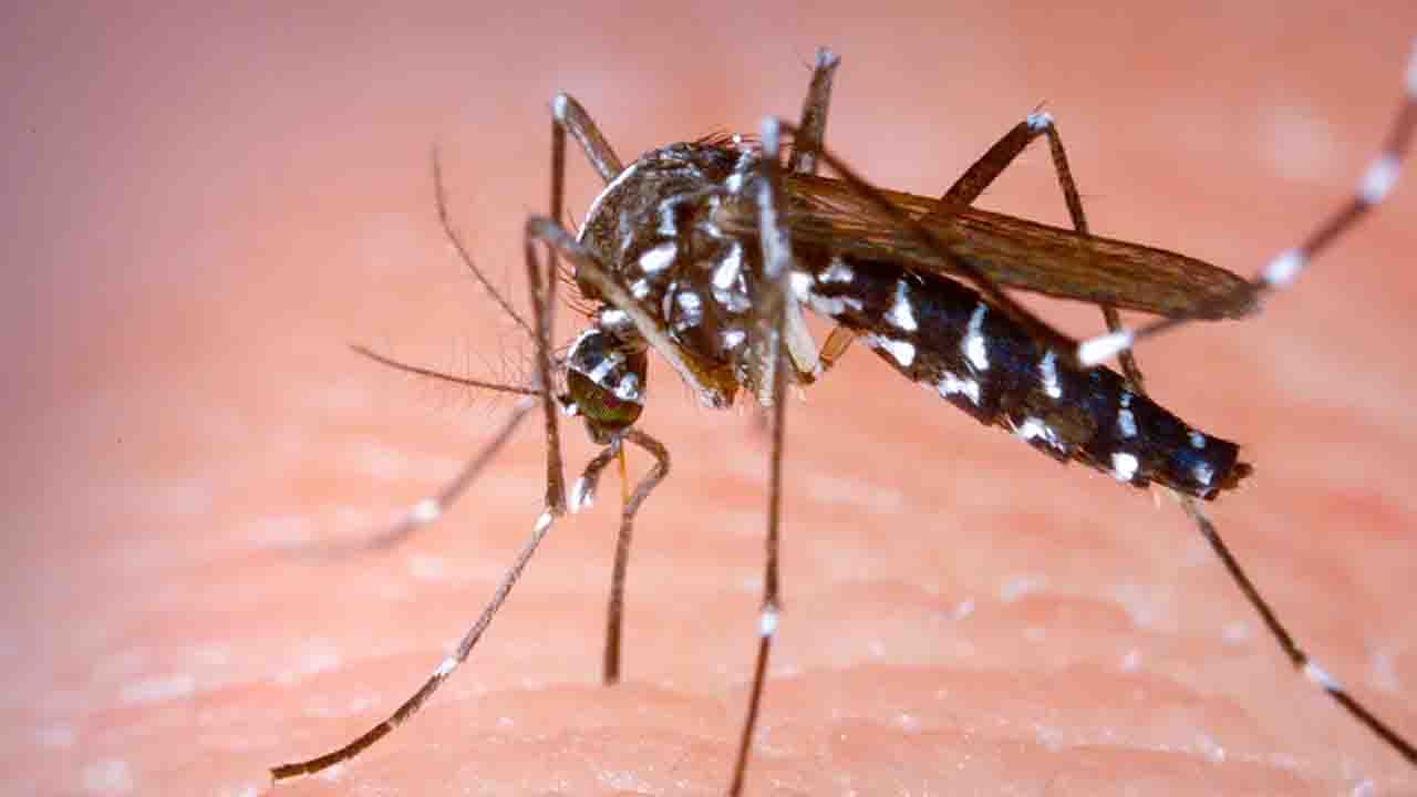 ডেঙ্গুতে আরও ৫ জনের মৃত্যু, একদিনে হাসপাতালে ১,১৩৯ জন