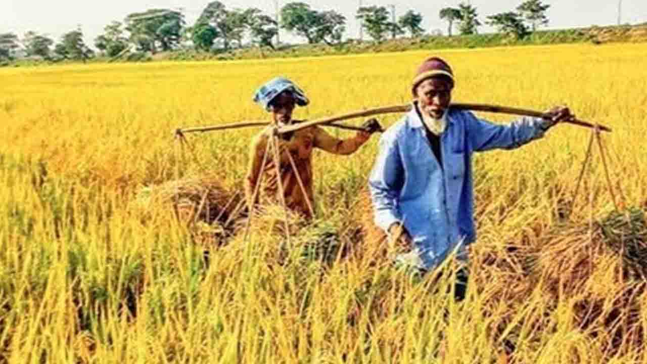 সুনামগঞ্জে রোপা আমনের বাম্পার ফলন, হাসি ফুটল কৃষকের মুখে