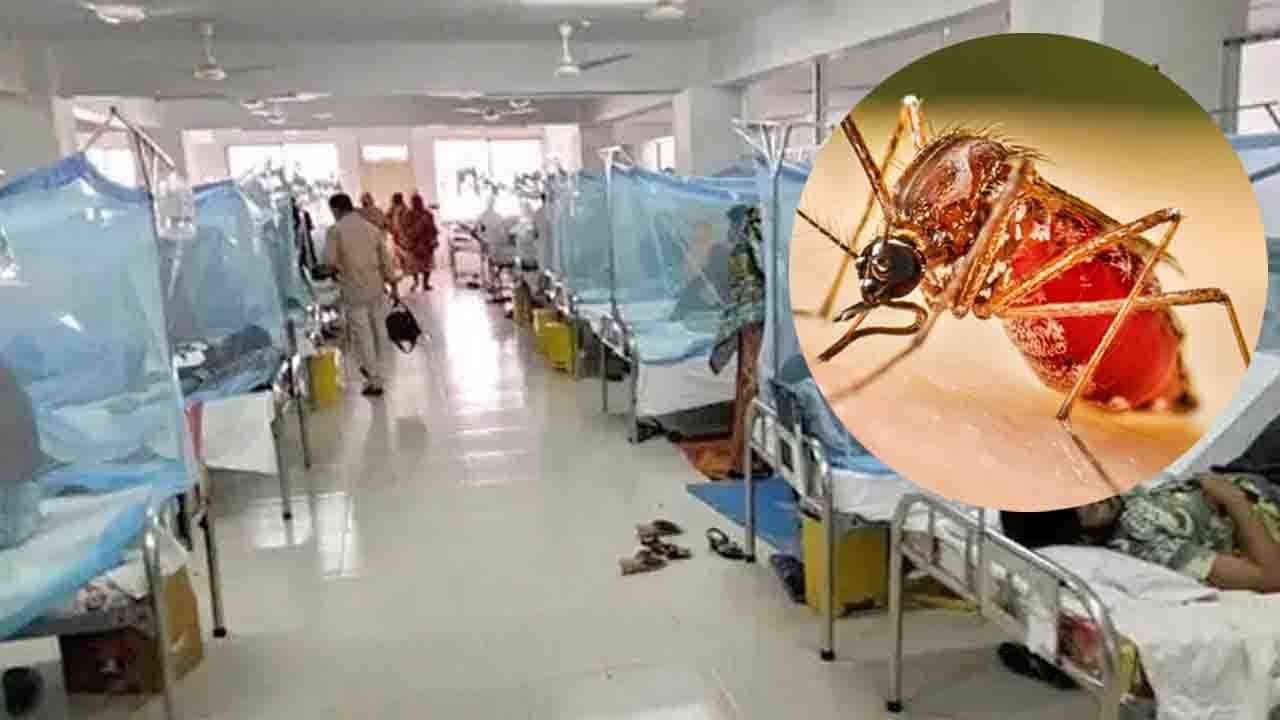 ডেঙ্গুতে আরও ২ জনের মৃত্যু, হাসপাতালে ভর্তি ৫১৬