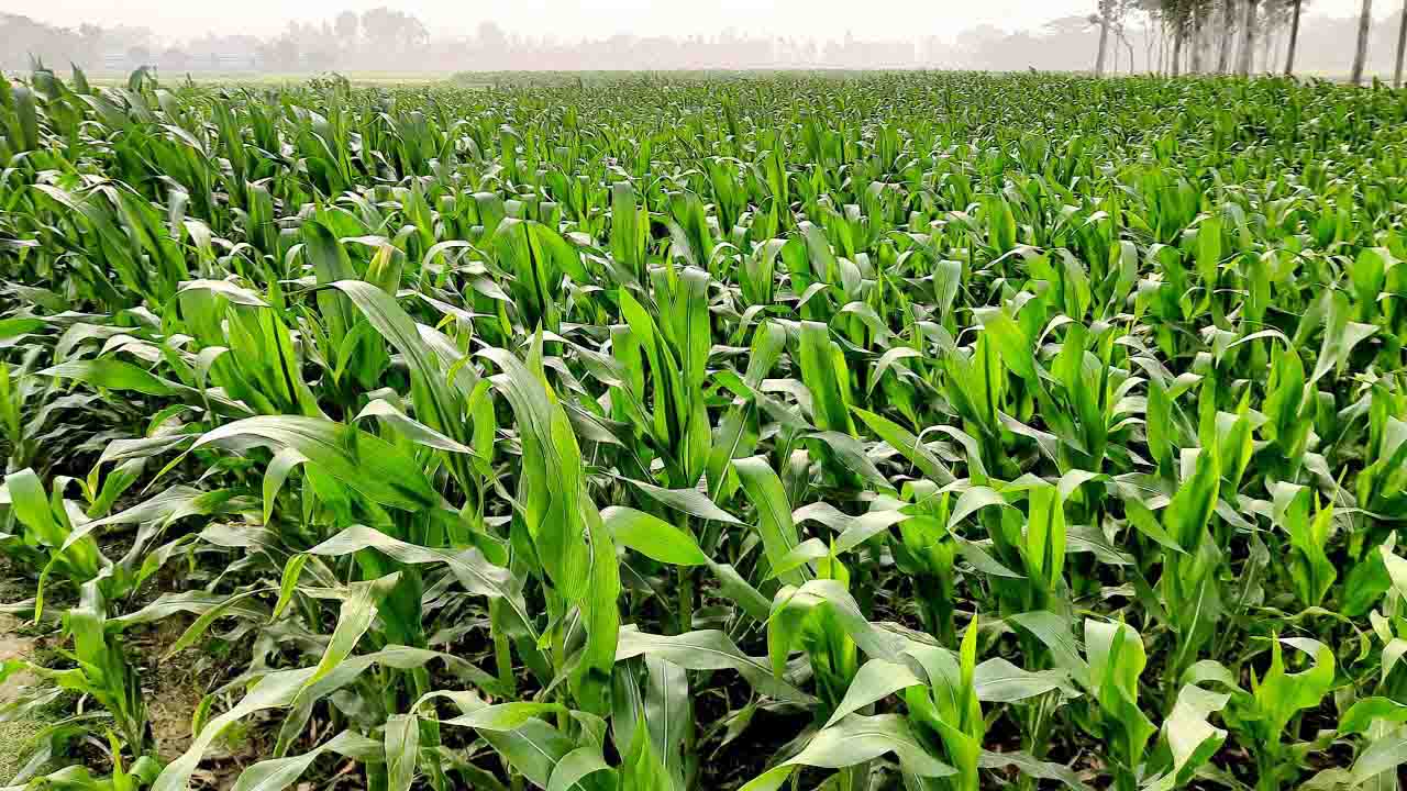 কৃষি জমিতে হাইব্রিড ভুট্টা চাষে সফল রাঙ্গামাটির কৃষক