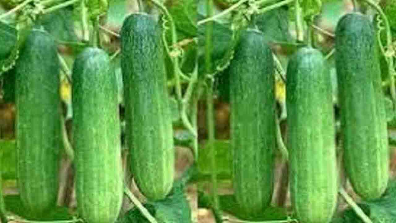 মালচিং পদ্ধতিতে  শসা চাষে সাফল্য