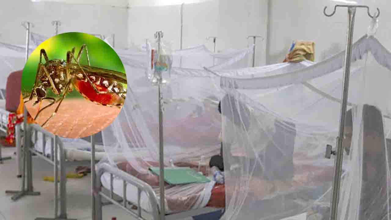 ২৪ ঘণ্টায় ডেঙ্গুতে আরও ৩ মৃত্যু, হাসপাতালে ভর্তি ৫৯৩ জন