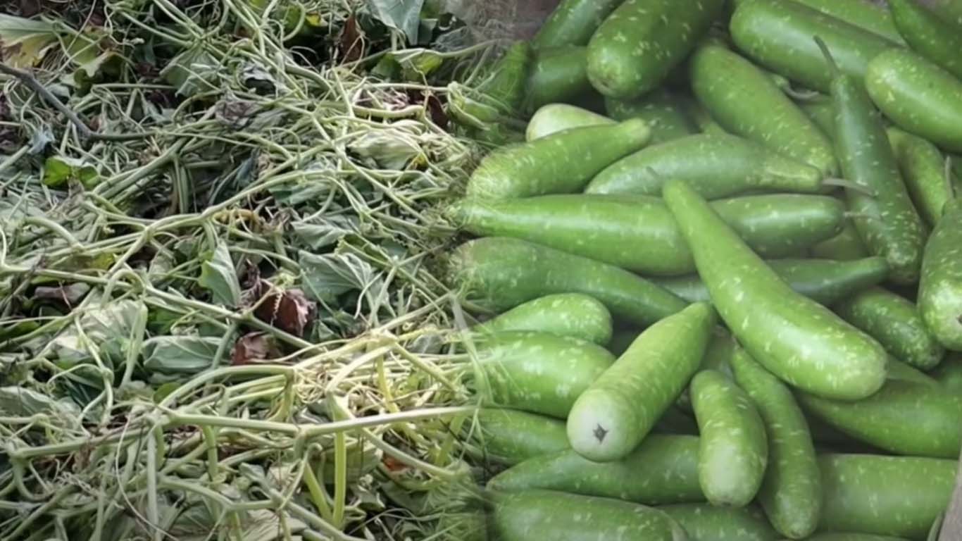 লাউ বিক্রি হচ্ছে ১ টাকায় ৪ টি ক্ষেতের গাছ কেটে ফেলছেন কৃষকরা