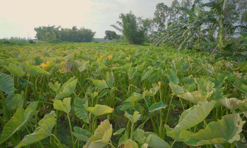 কচু চাষে হতাশ কৃষক: ঢাকার বাজারে খুঁজছেন লাভ