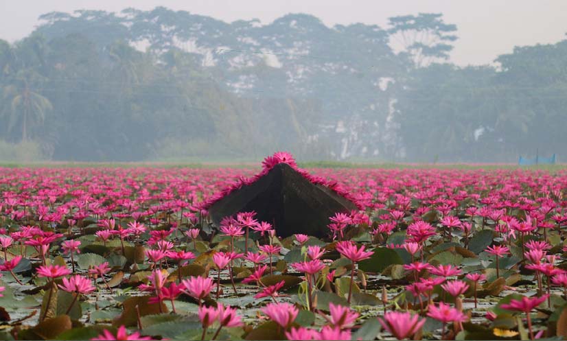 বরিশালের সাতলা যেন শাপলা ফুলের গ্রাম
