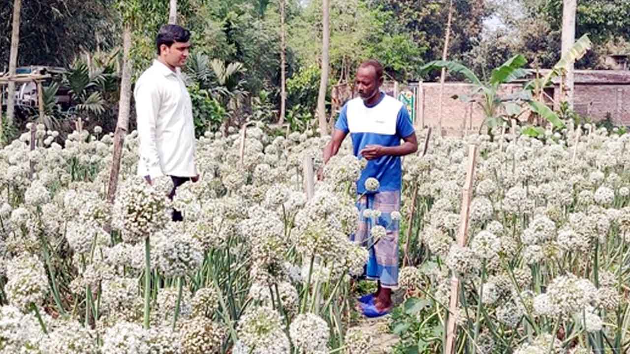 পেঁয়াজ বীজ উৎপাদনে হিলির কৃষকদের নতুন সম্ভাবনা