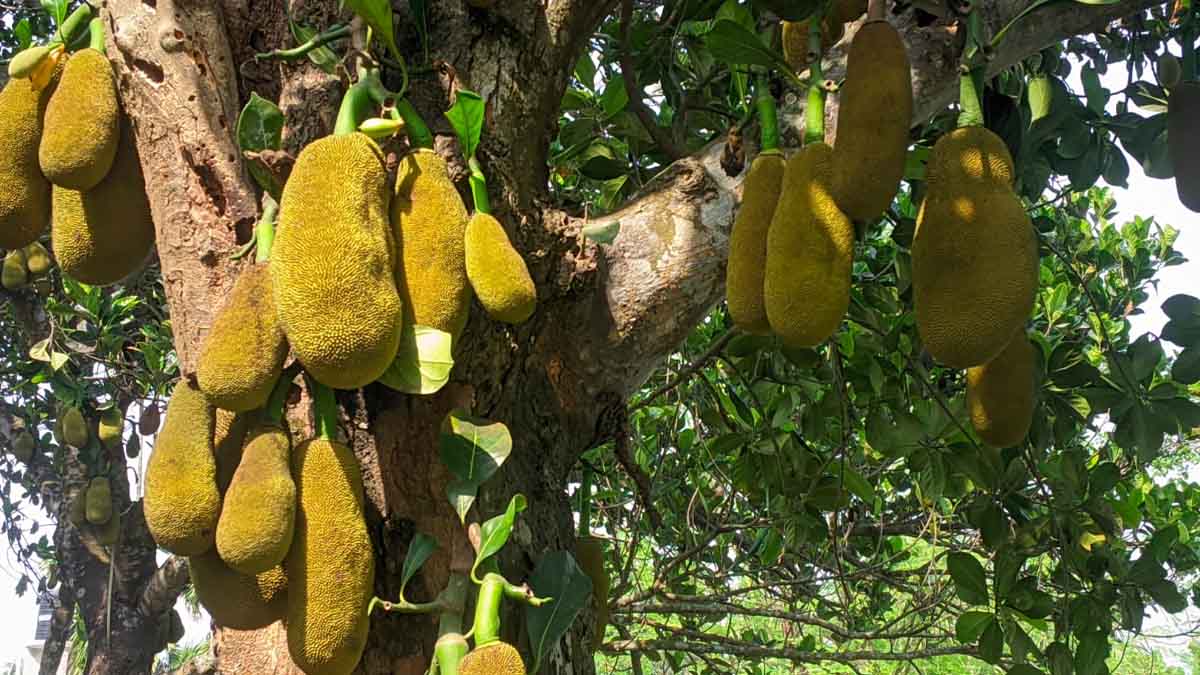 বীরগঞ্জে গাছে গাছে ঝুলছে কাঁঠাল, গ্রীষ্মের নতুন আমেজ