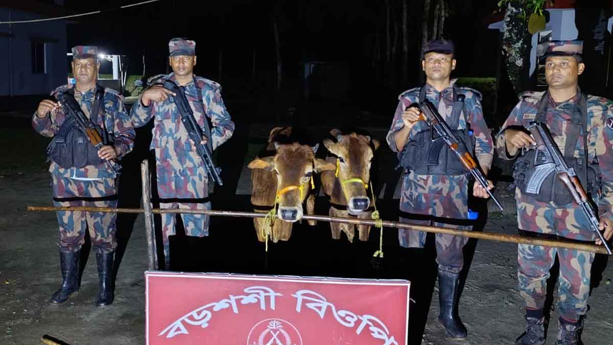 পঞ্চগড় সীমান্তে বিজিবির অভিযান, শাড়ি ও গরু জব্দ