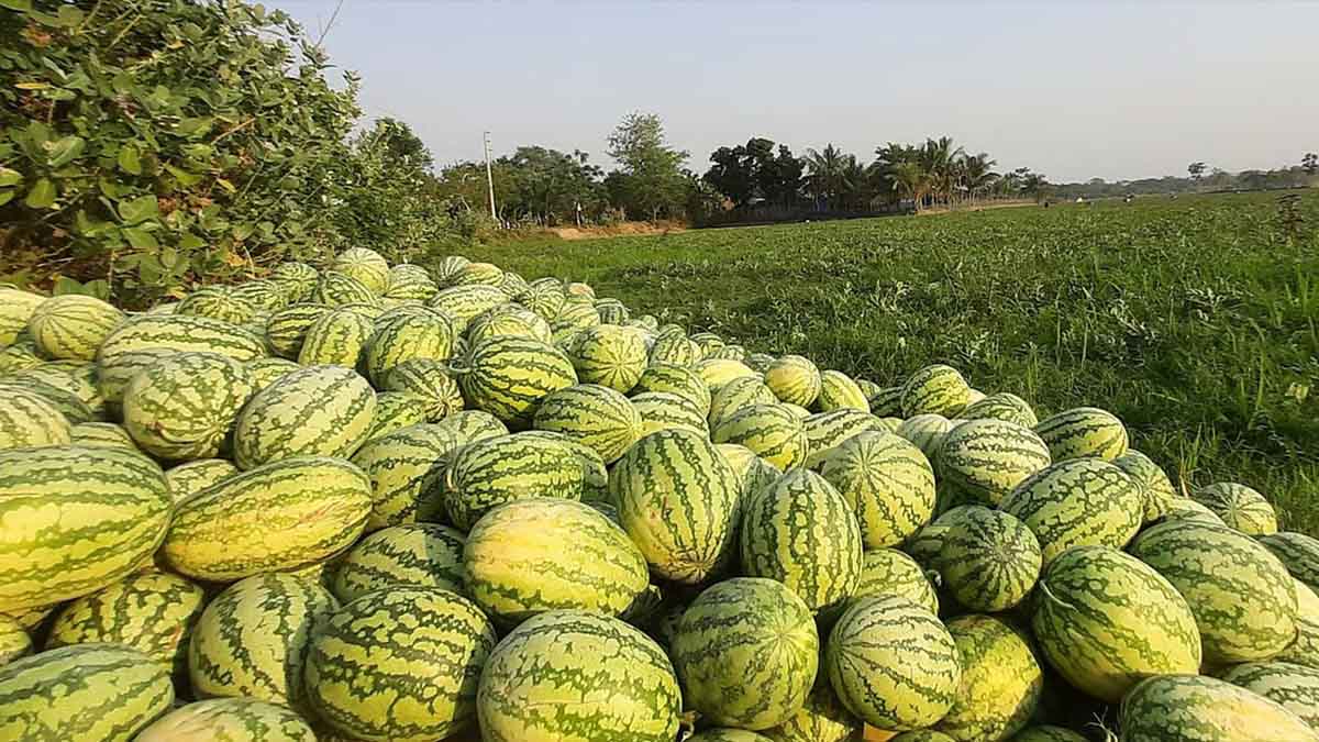 খুলনায় তরমুজ চাষ কমলেও হাসি ফুটেছে কৃষকের মুখে