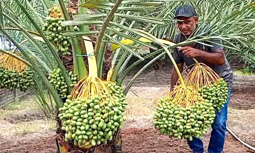 মরুর দেশের খেজুর চাষে স্বাবলম্বী ফুলবাড়ীর জাকির হোসেন