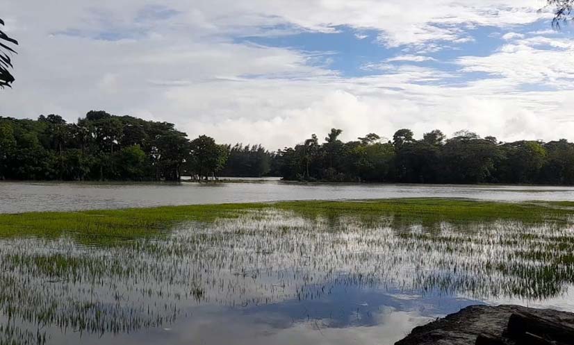 টানা বৃষ্টিতে ১২০ হেক্টর বীজতলা ডুবে গেছে লক্ষ্মীপুরে, বিপাকে কৃষকরা