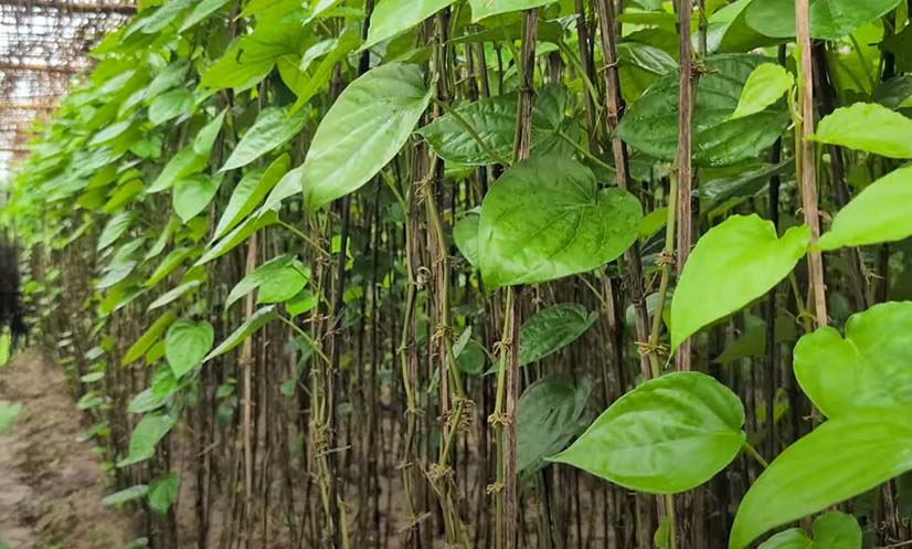 মহেশখালীর পান চাষ: আর্থিক সাফল্য ও রপ্তানি সম্ভাবনা