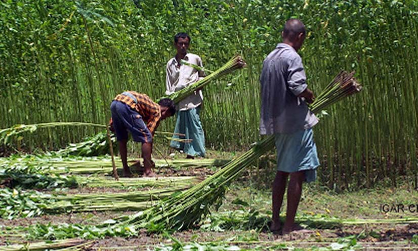 পানি সংকটে সোনালি আঁশ এখন কৃষকের গলার ফাঁস: দিনাজপুরের পাটচাষিদের হাহাকার