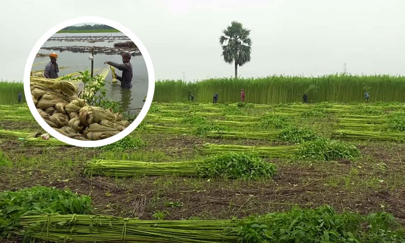 পাটের আবাদ, অর্থনীতি এবং পরিবেশগত গুরুত্ব: বাংলাদেশের সোনালি আঁশ